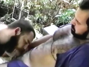 osos maduros